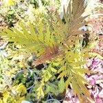 Grevillea robusta Folha