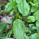 Plantago rugelii Folha