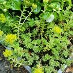 Sedum oreganum Levél