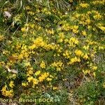 Cytisus ardoinoi Habit