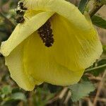 Hibiscus lunariifoliusFlower