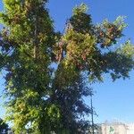 Syzygium paniculatum Агульны выгляд