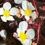 Ranunculus ololeucos Flower