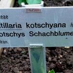 Fritillaria kotschyana Other
