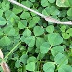 Medicago polymorpha Leaf