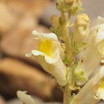 Antirrhinum siculum Flor