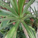 Cordyline stricta Blad