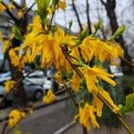 Forsythia viridissima Floro