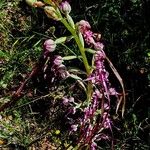 Himantoglossum adriaticum Flower