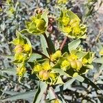 Euphorbia terracina Kukka