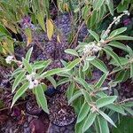 Croton flavens Blad