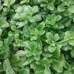 Saxifraga cuneifolia Лист