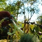 Puya mirabilis Blüte