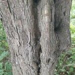 Acer saccharinum 树皮