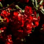 Rhododendron thomsonii Flor