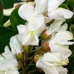 Robinia pseudoacacia Λουλούδι