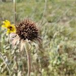 Tithonia tubaeformis Vrucht