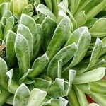 Saxifraga hostii Likasa