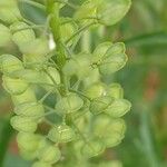 Lepidium virginicum Frugt