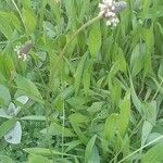 Plantago lanceolata Συνήθη χαρακτηριστικά