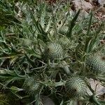 Cirsium echinatum Virág