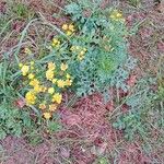 Senecio squalidus Libunga