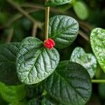 Rondeletia odorata Leaf