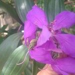 Tibouchina granulosa 花