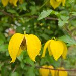 Clematis tangutica Blomma