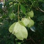 Staphylea trifolia Fruit