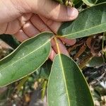 Tabebuia pallidaഇല