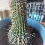 Echinopsis huascha Corteza