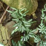 Pteris ensiformis Habitatea