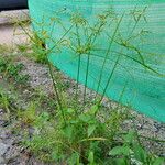 Cyperus imbricatus Habit