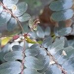 Phyllanthus niruri 花
