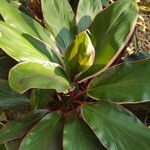 Cordyline fruticosaপাতা