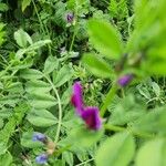 Vicia segetalis फूल