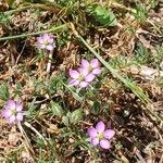 Spergularia rubra Flor