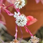 Persicaria capitata Floare