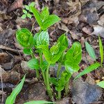 Lithospermum latifolium برگ