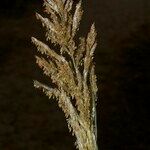 Tripidium ravennae ফল