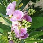 Clitoria fairchildiana Bloem