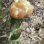 Opuntia littoralis Žiedas