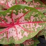 Caladium bicolor पत्ता