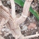 Plectranthus ecklonii 樹皮