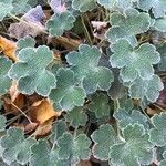 Geranium renardii Leaf