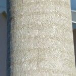 Roystonea regia Casca