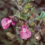 Teucrium botrys Fleur