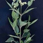 Clibadium armanii 花
