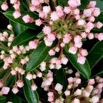 Kalmia latifolia Fulla